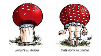 La cueillette de champignons, ça vous tente ? Peut-être moins après avoir lu ces histoires de champignons partagées par notre ordissinaute Doris!