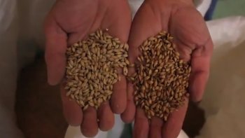 Cette vidéo qui s'intitule "A tout bout de champs" nous parle des céréales. Des aliments où l'on peut en trouver, à leur bienfaits, on apprend beaucoup de choses sur les céréales.