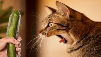 A votre avis, comment réagissent les chats face à un concombre ?