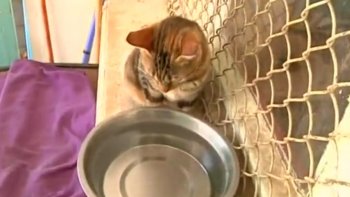 C'est une nouvelle plutôt effrayante, une disparition de chats anormale inquiète la SPA qui soupçonne même un trafic de chats.