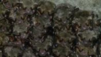 Des dizaines de milliers de chauves-souris ont choisi pour leur gîte d'hibernation de gigantesques fortifications allemandes désaffectées dans l'ouest de la Pologne, un site unique en Europe, selon les spécialistes.