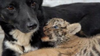 Des amitiés pour le moins inattendues ! Saviez-vous qu'un chien et un bébé tigre pouvez faire bon ménage ? Ou qu'un marcassin et un chien deviendraient amis pour la vie ? Vous serez également étonné par cette histoire d'un faon et d'un chat rescapés d'un incendie devenus par la suite inséparables.