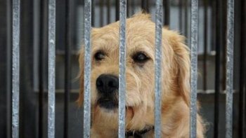 
Comme chaque année en gironde et surtout pendant la période estivale, une nette augmentation liée aux abandons d'animaux domestiques est malheureusement constatée par les divers services de protections d'animaux, telle la SPA. Il peut arriver également q'une fugue d'un animal soit prise pour un abandon...
