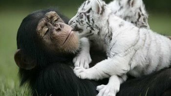 Des amitiés comme celles-ci sont atypiques... Un Orang-outan et un chien, un chimpanzé avec des bébés tigres, et bien d'autres animaux vous attendent grâce à notre ordissinaute Doris...