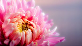 En ces fêtes de Toussaint, une pensée émue et chaleureuse pour les ordissinautes qui pleurent des êtres chers...
