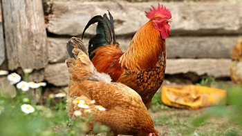 L’état de santé des Français se sent à nouveau menacé. Une nouvelle épidémie de grippe aviaire de type H5N8 a été détectée en France. Ce virus a été transmis par des espèces d’oiseaux migrateurs sauvages, qui ont déjà décimé un bon nombre d’oiseaux d’élevage.