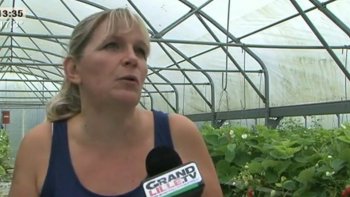 Les amateurs de bonnes confitures vont se régaler avec cette recette, extra simple, de confitures de prunes "made in Verlinghem". Simple à réaliser, cette gourmandise va mettre en ébullition les papilles gustatives de tous les gourmands.