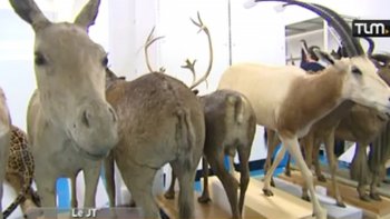 Dans les coulisses du futur Musée des Confluences...