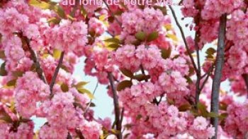 Notre amie Josiane nous présente une fois de plus l'un de ses magnifiques poèmes qui s'intitule "La coupure". Un poème triste qui parle de séparation.