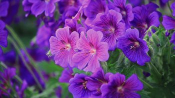 Notre ordissianute minou nous partage ces belles citations...