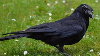 corbeaux