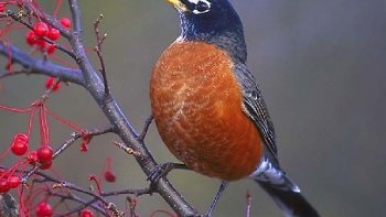 Ils sont forts ces oiseaux vous ne trouvez pas ?