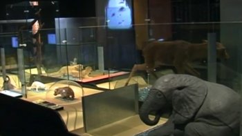 Exposition au Museum de Toulouse