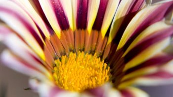 Ce doux poème nous est écrit par notre ordissinaute Monique. Rempli de douceur et de tendresse, ce poème qui s'intitule "Lavande" nous parle comme son nom l'indique des fleurs et plus particulièrement de la Lavande.