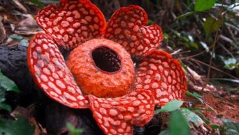 Vous serez charmé par ce diaporama partagé par Cricri qui vous exposera toutes les plantes hors normes. Laissez vous vibrer par des fleurs enchanteresses par leurs tailles, leurs couleurs et même leurs formes...