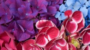 A quoi ressemblent les vacances d'un retraité ? Entre plaisir et jardinage mais sans oublier de prendre le temps d'apprécier le moment présent avec ses proches, c'est ce dont Josiane a voulu nous faire partager ce dimanche.