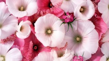 Ce dimanche, voici un nouveau poème proposé par notre ordissinaute Josiane. Un peu de poésie baignée de sagesse...