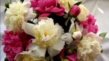 Découvrez ces magnifiques bouquets de fleurs sur un fond musical doux . Ce diaporama vous est présenté par notre Ordissinaute Monique. Des roses, des tulipes, du muguet et bien d'autres fleurs vous feront voyager au pays des senteurs...