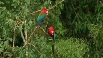 Répondre à l'urgence climatique par des actions collectives, c'est ce que tente de faire la communauté internationale réunie cette semaine à Lima au Pérou.