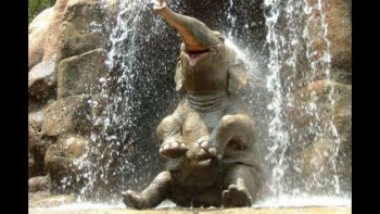 Voici une vidéo trop mignonne. Vous ne trouvez pas ?