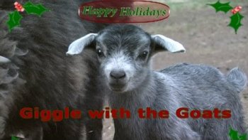 l'art de la danse est inné chez certains artistes... mais danser "à poils" n'est pas toujours très facile, pourtant

ces danseurs et danseuses  nous offrent un spectacle de charme... pour fêter noël... il n' y a pas que le
"grazy horse" qui possèdent des girls au physique  irréprochable...
je laisse à votre entière  approbation ...vous ne serez pas déçus ,,,(enfin ,si certains peut être ,auraient préféré  les blues bells girl's )

un deux trois "dansez maintenant " joyeuses fêtes (doris).