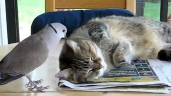 Les chats sont connus pour être de grands prédateurs... Mais dans cette vidéo c'est la tourterelle qui aime bien embêter le chat !