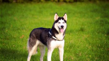                         C'est UN VÉRITABLE AMI...