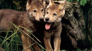 Découvrez dès à présent le monde étonnant des loups... Leur vie en meute, leur alimentation, etc. En parallèle, Doris nous partage un diaporama époustouflant sur les loups.