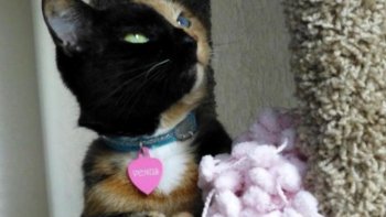 Découvrez vite le chat aux deux visages présenté par notre ordissinaute Doris...