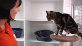 Les vacances représentent une très mauvaise période pour les animaux. La SPA tente donc de se mobiliser pour tenter de réduire les abandons qui ont malheureusement été multipliés par trois en seulement quelques années.