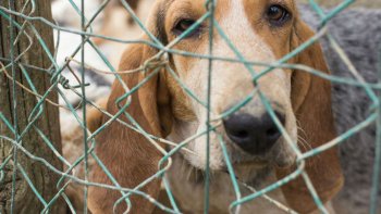 Au premier trismestre, la SPA enregistre une hausse de 27% sur les abandons d'animaux