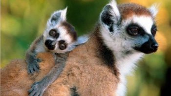 Ce diaporama qui s'intitule "la meilleure c'est ma mère" nous est proposé par Cricri. Il nous montre des images très attendrissantes d'animaux.