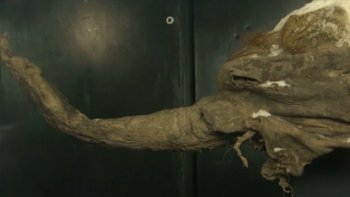 Ceci est un mammouth laineux vieux de près de 40 000 ans. La carcasse de l'animal est exposée à Moscou depuis une semaine. Elle a été retrouvée en 2010 dans la région nordique de Yukatia en Russie, où il évoluait il y a 38.000 ans.