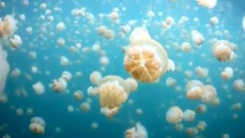 Faisant partie de villes les plus touchées par la multiplication des méduses, la mairie d’Antibes a choisi d’installer des filets spécifiques. Permettant de sécuriser la baignade des vacanciers et des riverains, ils représentent le seul moyen de lutter contre ce désagrément de taille.