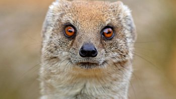 De magnifiques photos d'animaux vous attendent. Grâce à notre ordissinaute Doris, découvrez cette faune avec un petit descriptif !
L’Afrique est un continent magnifique qui regorge de nombreuses richesses. Les animaux sont l’une d’elles. L’Afrique est en effet est le foyer des animaux les plus connus, aimés et redoutés du monde. Chacal, hippopotame, tigre, lion, girafe…Ils sont si nombreux et si fascinants que nous sommes obligés de vous en faire la liste de A à Z. Préparez vous à un safari virtuel ! 