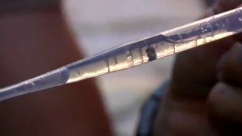 On constate une prolifération des moustiques tigres en France depuis quelques temps. Ils sont particulièrement présents dans six régions de France et font le cauchemar de leurs habitants.