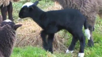Parmi les animaux introduits sur l'archipel de Kerguelen se trouve un troupeau de mouton de la race Bizet. 