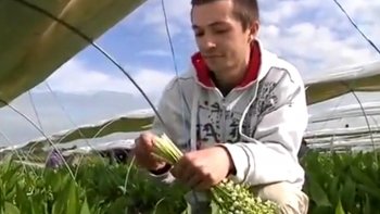 C'est la fête du travail avant l'heure dans les forêts. Cette année, le muguet a fleuri plus tôt que prévu à cause d'un hiver doux mais les producteurs se sont adaptés. Il a fallu le cueillir quelques jours plus tôt, et pour cette exploitation nantaise, 200 travailleurs supplémentaires ont été recrutés afin d'être prêt pour le jour "J", le 1er mai.