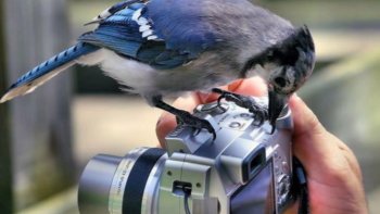 Des images qui font du bien dans un diaporama aux vertus bienfaitrices partagé par notre ordissinaute Doris...