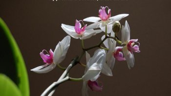 Profitez de cette vue fleurie ! De magnifiques orchidées aux mille couleurs sur un fond poétique. Des choses simples de la vie qu'il faut néanmoins garder à l'esprit... 