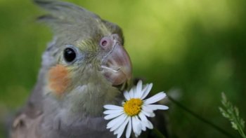 Notre ordissinaute Suzanne nous régale avec ce diaporama. Un moment de détente et d'amusement dans notre quotidien parfois stressant ne fait pas de mal au contraire, et Suzanne l'a parfaitement compris en nous partageant ces photos.