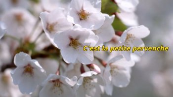 Ce dimanche, voici un nouveau poème proposé par notre ordissinaute Josiane. "Pervenche", saviez-vous que ce mot vient de la formule latine "vinca pervinca". Une formule "magique" crée à partir de "vincere" (vaincre) car la pervenche aurait des vertus médicinales permettant de vaincre de nombreux maux. Après ce bref intermède, je vous invite à présent à admirer ce joli poème sur un lit de fleurs variées.