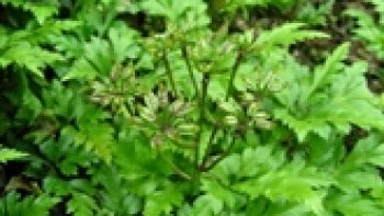 A l'heure où on veut soigner son corps de façon plus saine qu’en passant par les médicaments, on se tourne de plus en plus vers les plantes et les légumes.