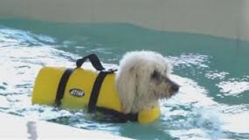 
Aussi incroyable que cela puisse paraître, cette vidéo publiée récemment sur le net montre des chiens vivant dans un luxe auquel ne peut accéder la majorité des habitants de São Paulo. Sur ces images, on se rend compte que la vie offerte par les propriétaires de ces animaux de compagnie est plus chère que celle d'homme.
