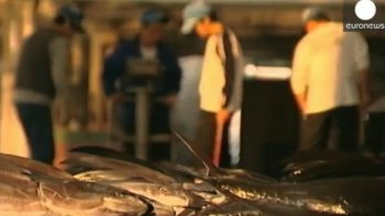 Les Japonais en raffolent. Ils sont d'ailleurs les plus gros consommateurs au monde. Mais les réserves de thon rouge jeunes (moins de 3 ans) diminuent dangereusement dans l'Océan Pacifique. D'où la décision de diviser par deux les quotas de pêches. 