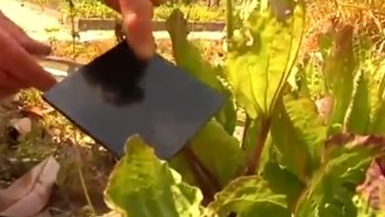 Le réseau national de surveillance aérobiologique a relevé il y a quelques jours un risque maximal d'allergie aux pollens sur la majeure partie de la France. Ce phénomène a des conséquences gênantes pour 15 à 25% de la population française, qui connaît les symptômes de la rhinite allergique. Alors pour prévenir les allergologues de ce pic de pollens, des jardiniers nantais rédigent un rapport journalier sur différents types de graminées.