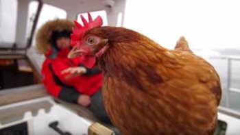 Guirec Soudée et la poule Monique parcourent les mers à bord d'un voilier.