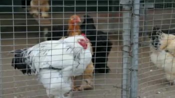 La Commission européenne a adopté ce lundi des mesures d'urgence contre la grippe aviaire, après la découverte de cas dans des élevages en Angleterre, aux Pays-Bas ou encore en Allemagne, qui pourraient tous être liés. 
