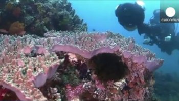 Les récifs coralliens sont chaque jour un peu plus menacés par le réchauffement climatique. Pour mieux connaître l'état des coraux et ainsi les préserver, des scientifiques du projet Catlin Seaview Survey ont décidé de les photographier à l'aide d'un appareil ultrasophistiqué.