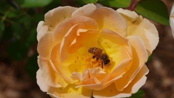 abeille dans une rose